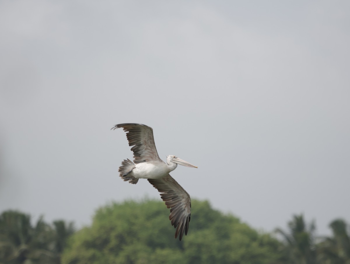 ホシバシペリカン - ML647743035