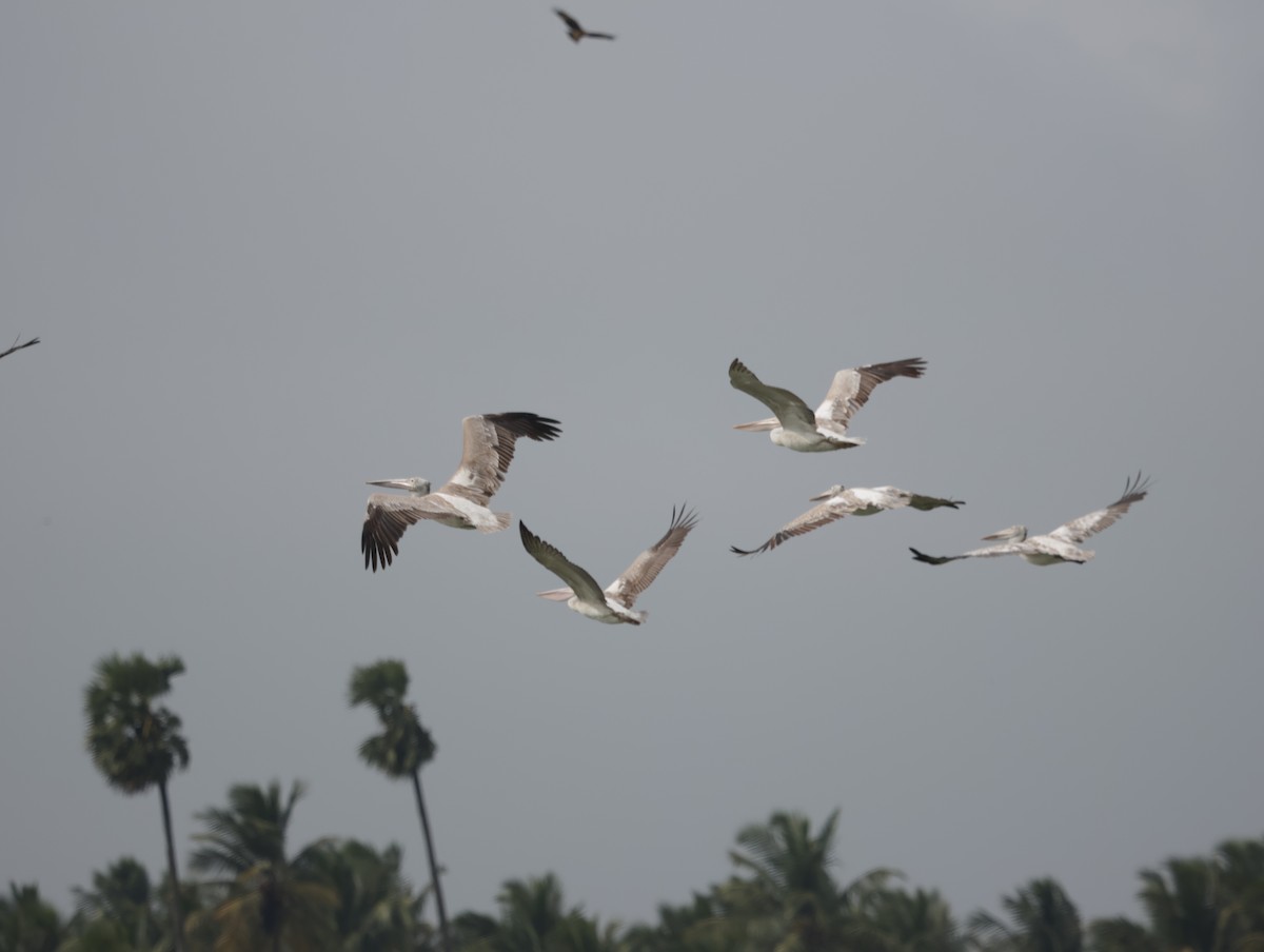 ホシバシペリカン - ML647743036