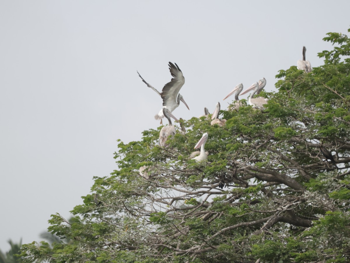 ホシバシペリカン - ML647743037