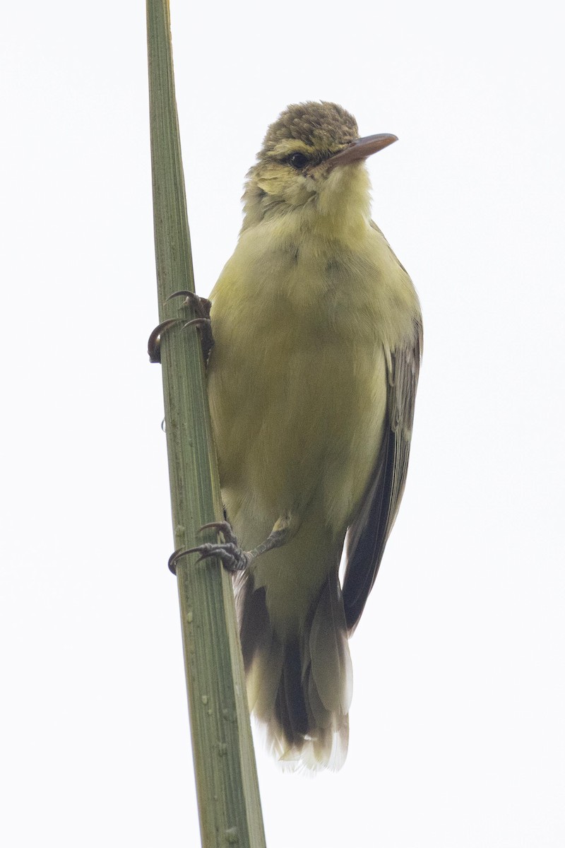 キタマルケサスヨシキリ - ML647743038