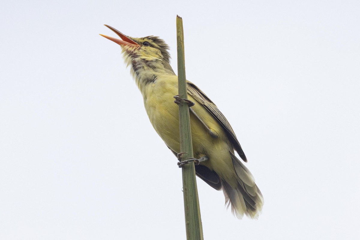 キタマルケサスヨシキリ - ML647743039