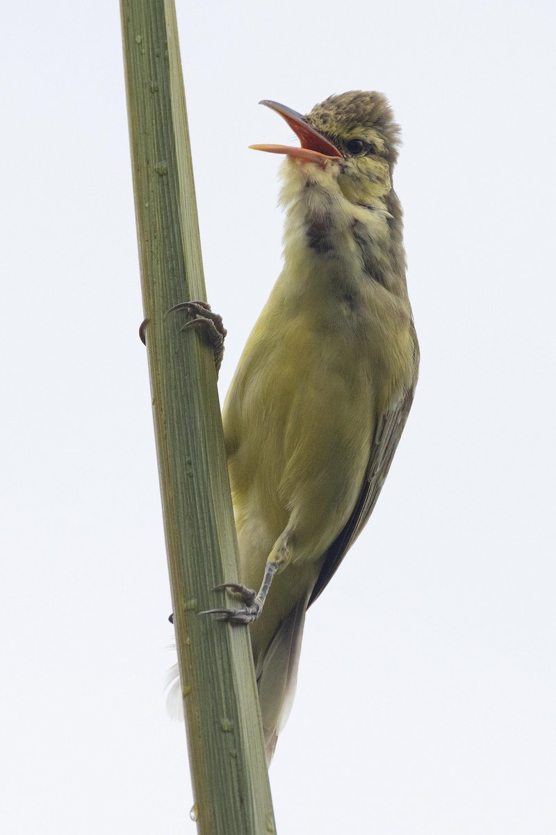 キタマルケサスヨシキリ - ML647743040