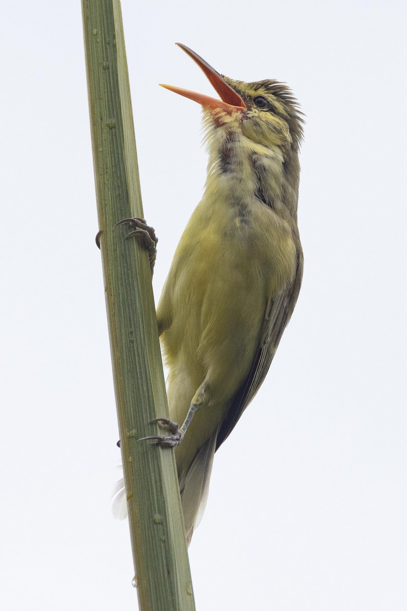 キタマルケサスヨシキリ - ML647743041
