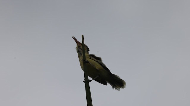 Northern Marquesan Reed Warbler - ML647743042