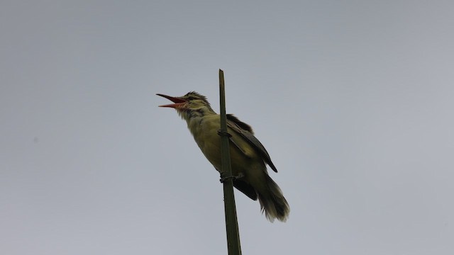 Northern Marquesan Reed Warbler - ML647743043