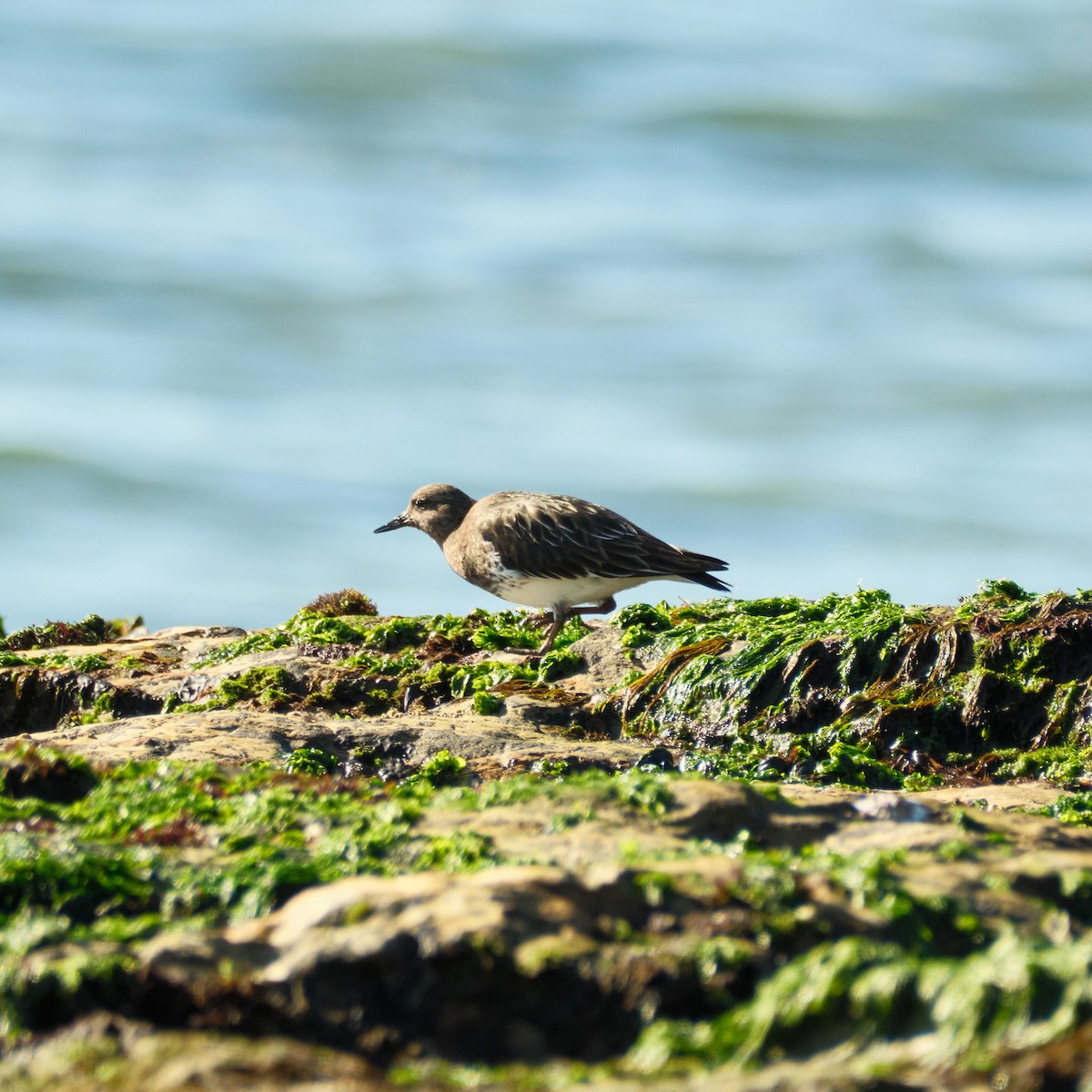 クロキョウジョシギ - ML647743044