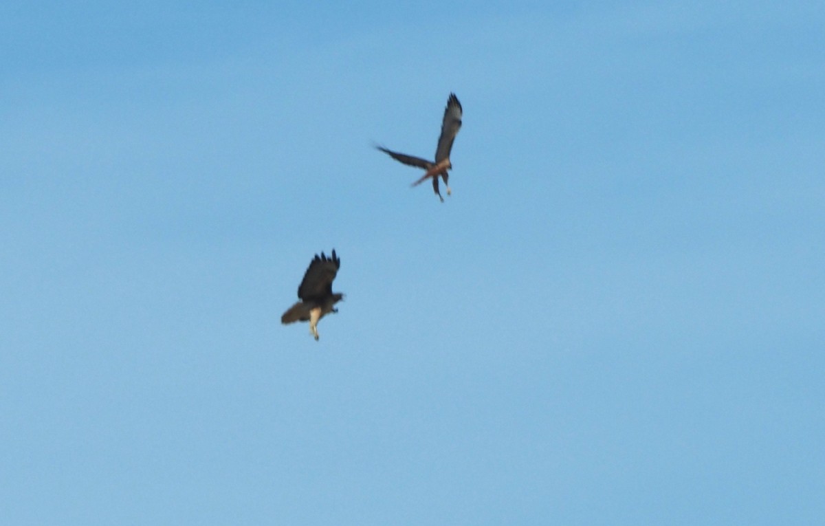 アカオノスリ - ML647743046