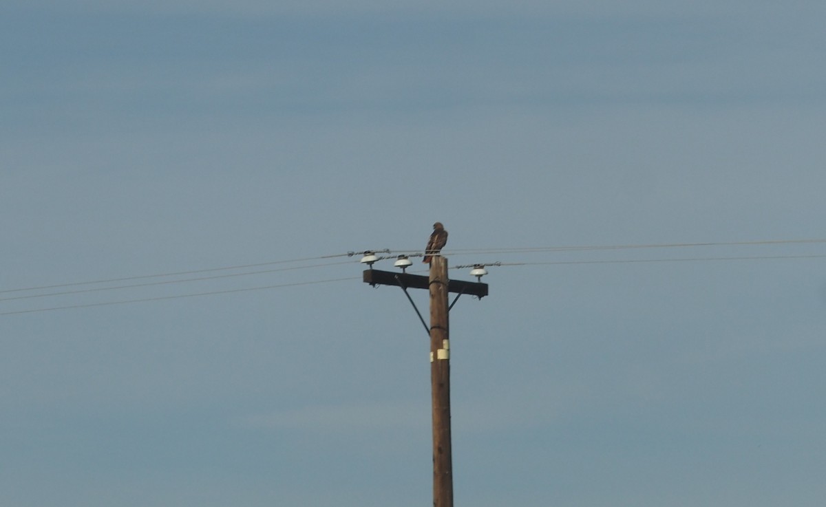 アカオノスリ - ML647743047