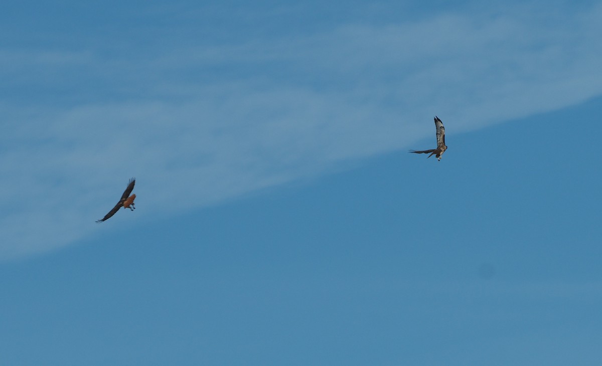 アカオノスリ - ML647743048