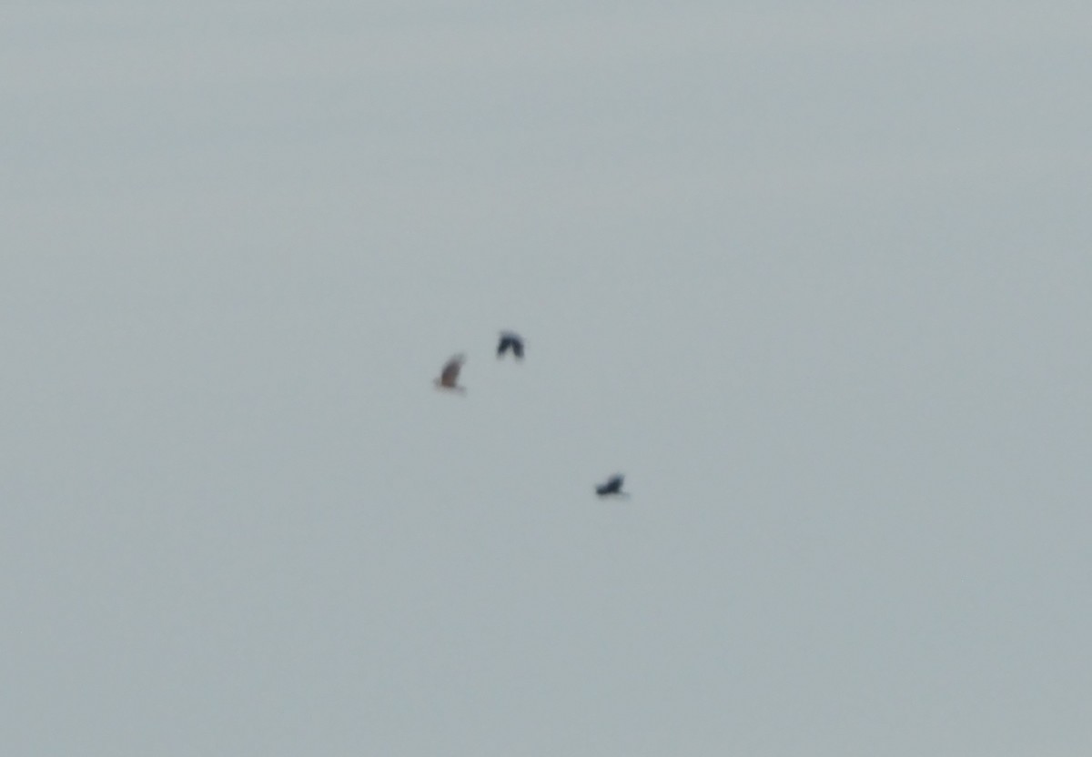 アカオノスリ - ML647743049