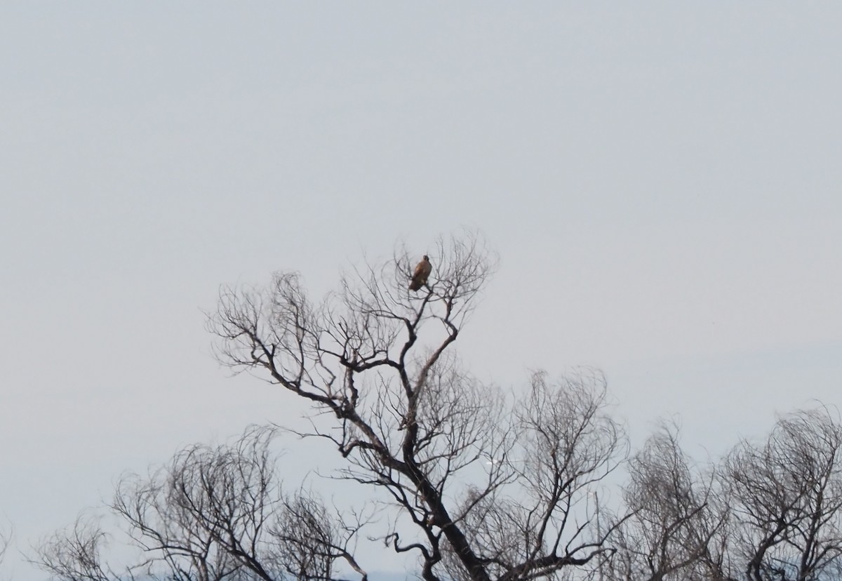 アカオノスリ - ML647743050