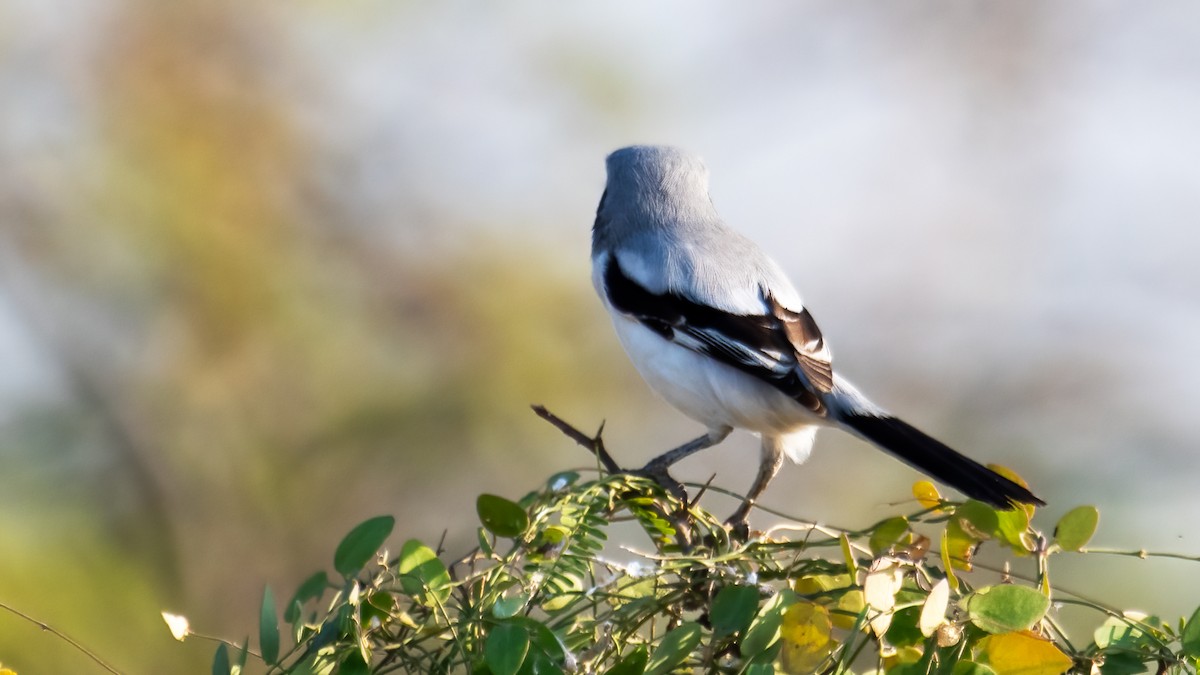 ヨーロッパオオモズ - ML647743051