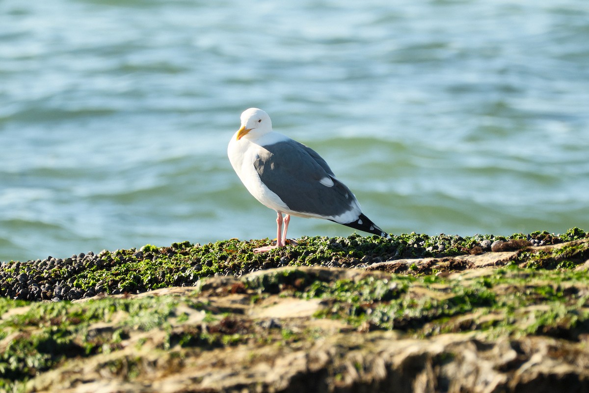 アメリカオオセグロカモメ - ML647743057