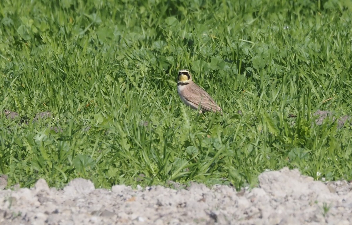 ハマヒバリ - ML647743059