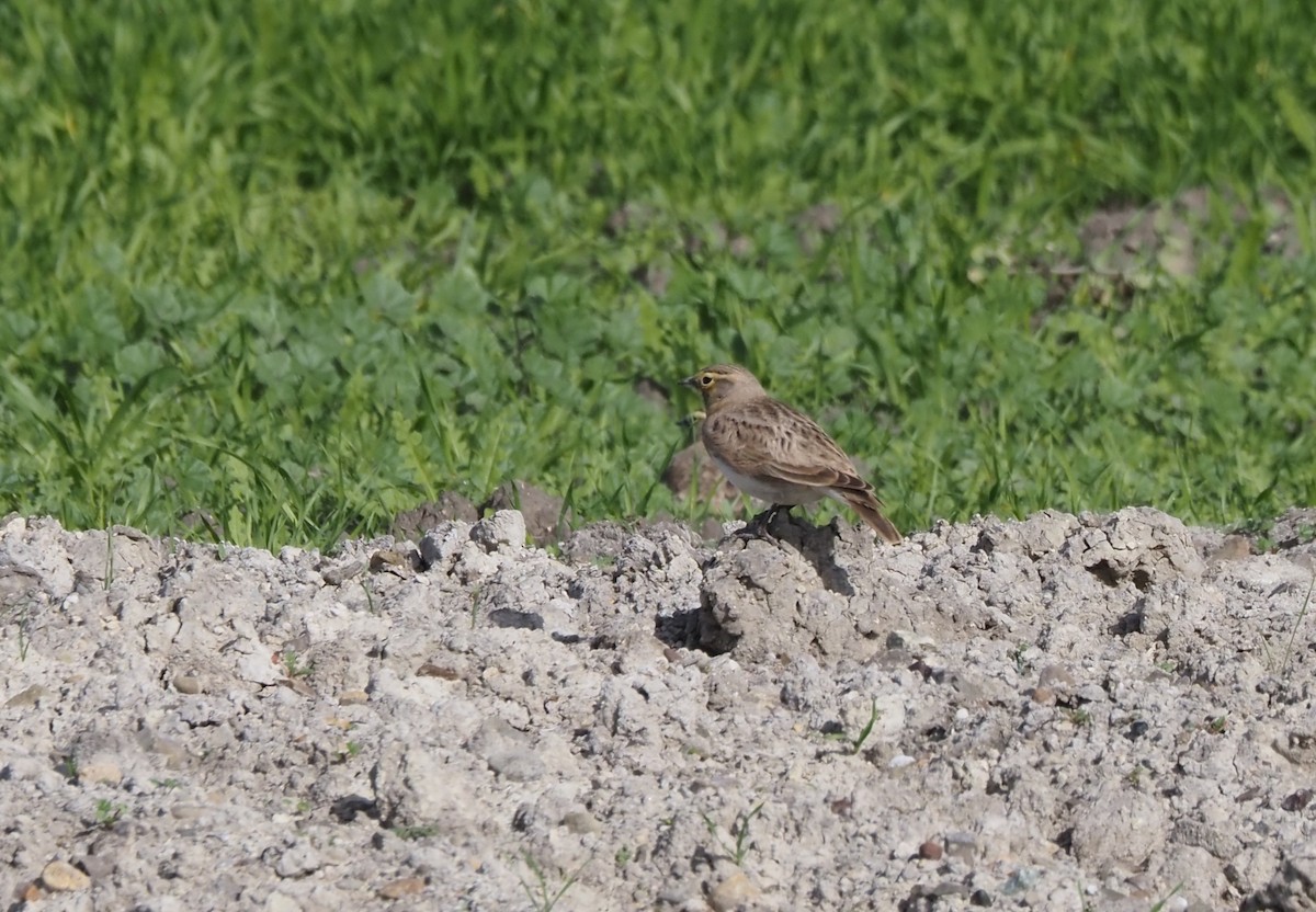 ハマヒバリ - ML647743060