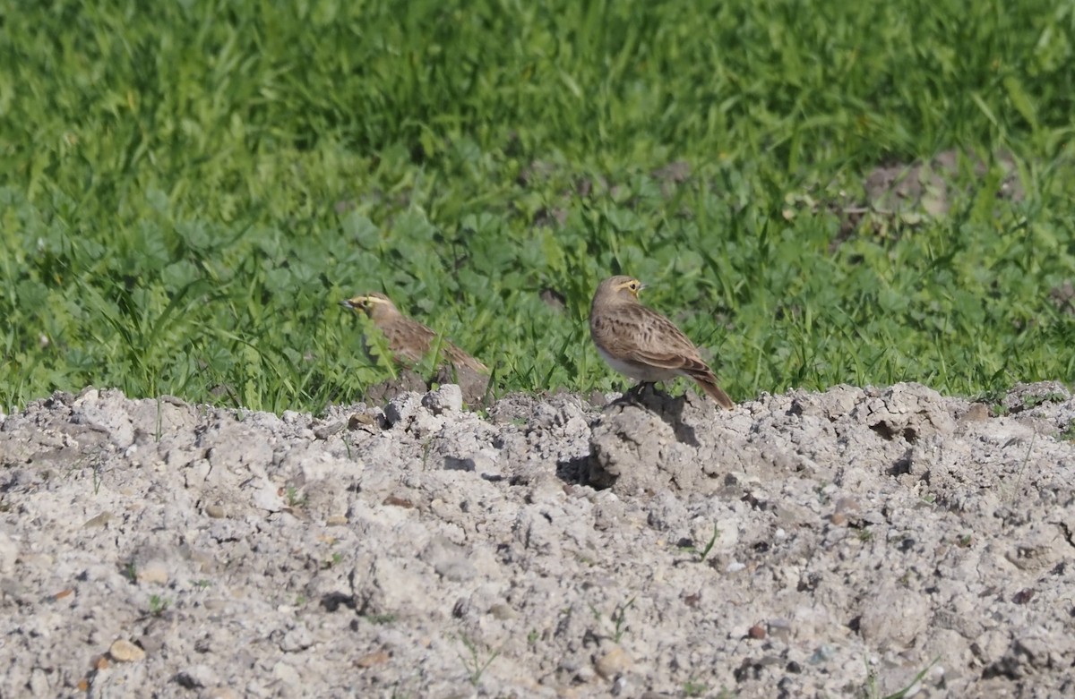 ハマヒバリ - ML647743061