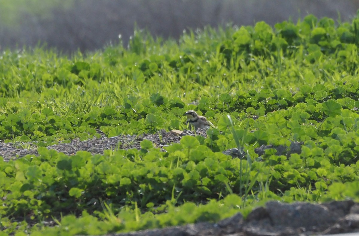 ハマヒバリ - ML647743062