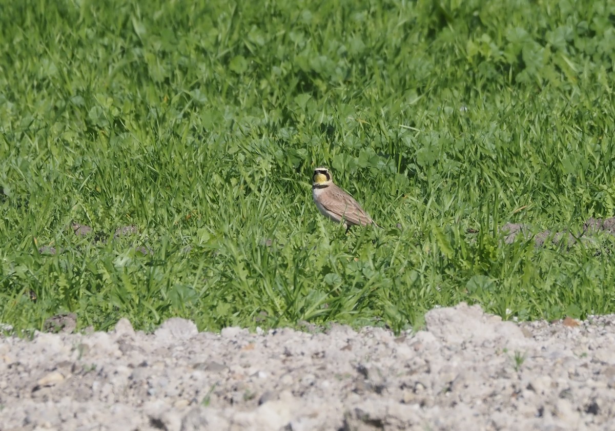 ハマヒバリ - ML647743063