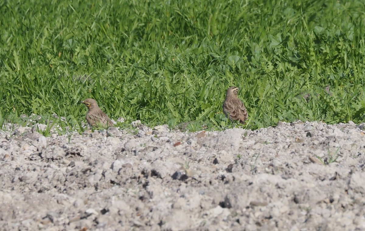 ハマヒバリ - ML647743064