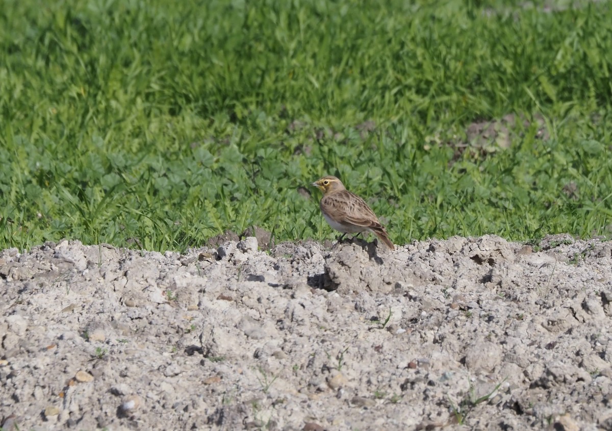 ハマヒバリ - ML647743065