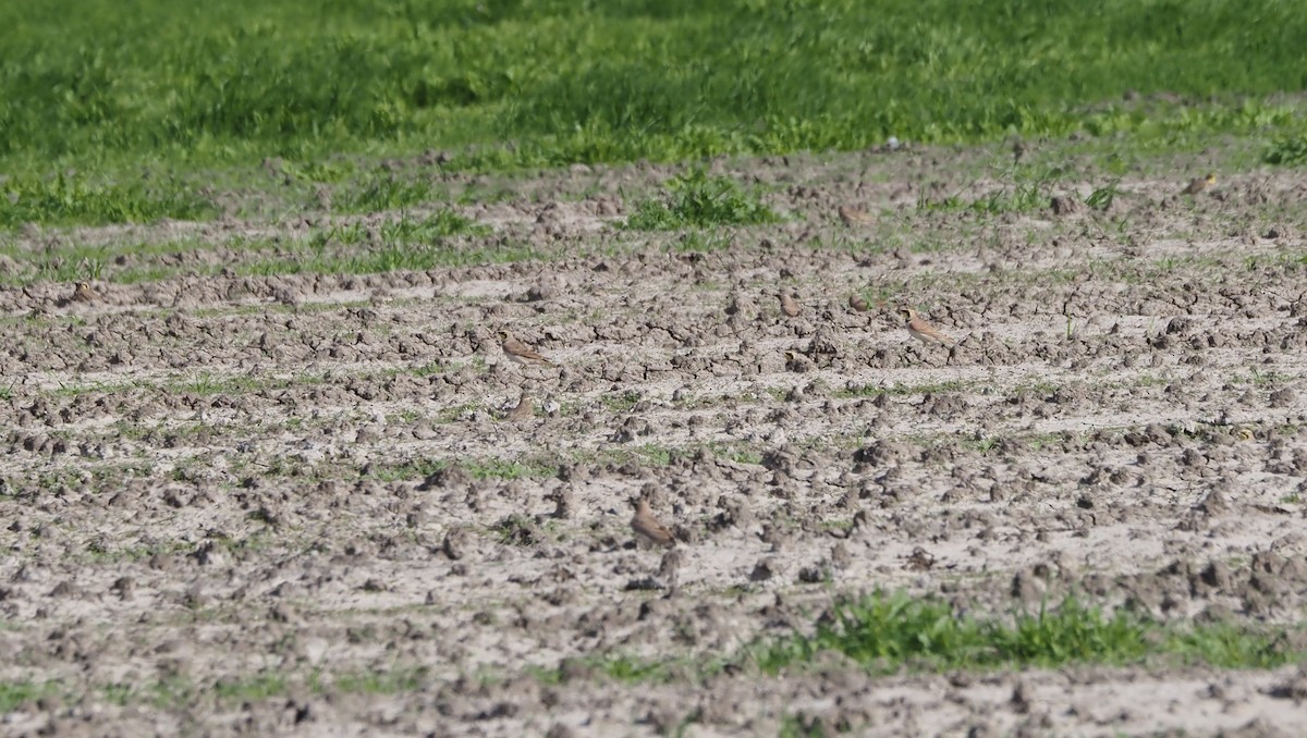 ハマヒバリ - ML647743066