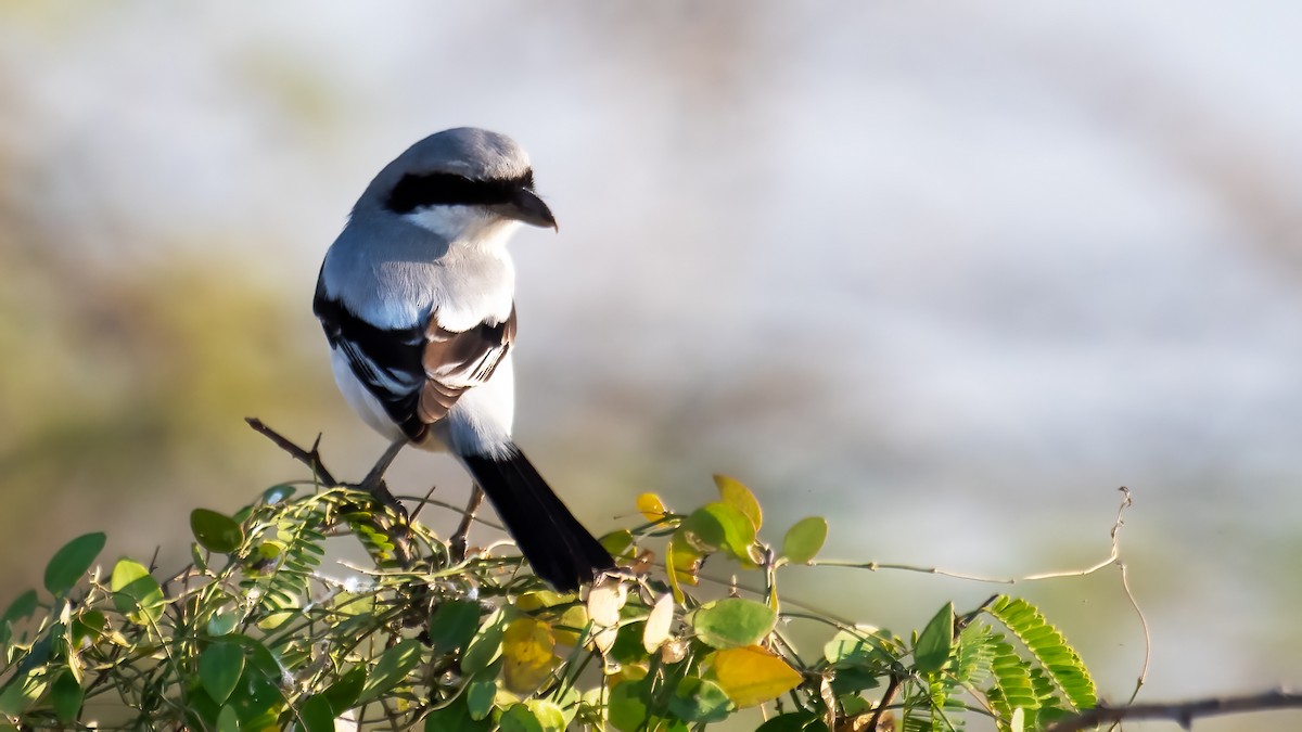 ヨーロッパオオモズ - ML647743067