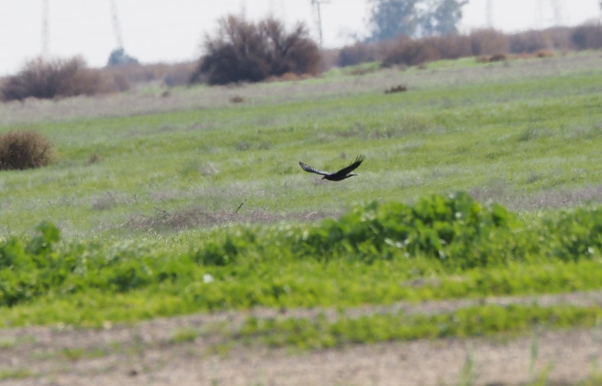 アメリカガラス - ML647743069