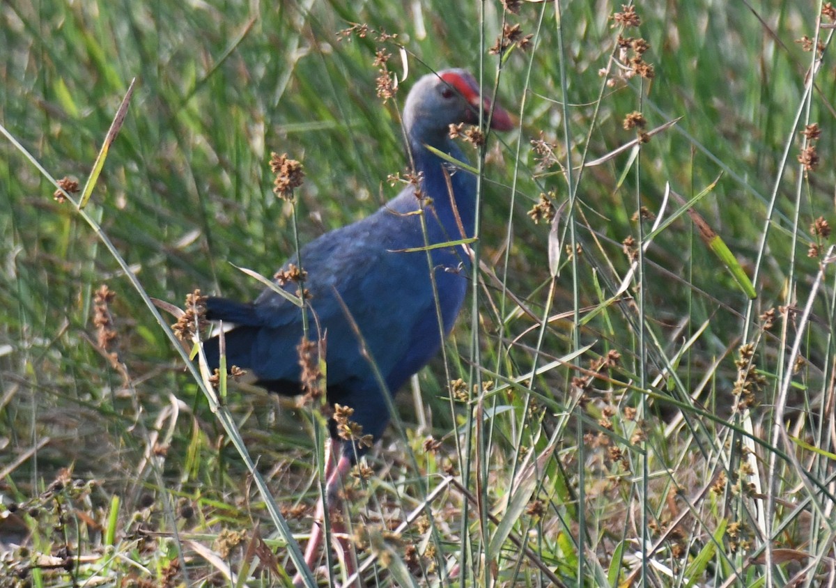 ハイガシラセイケイ - ML647743070