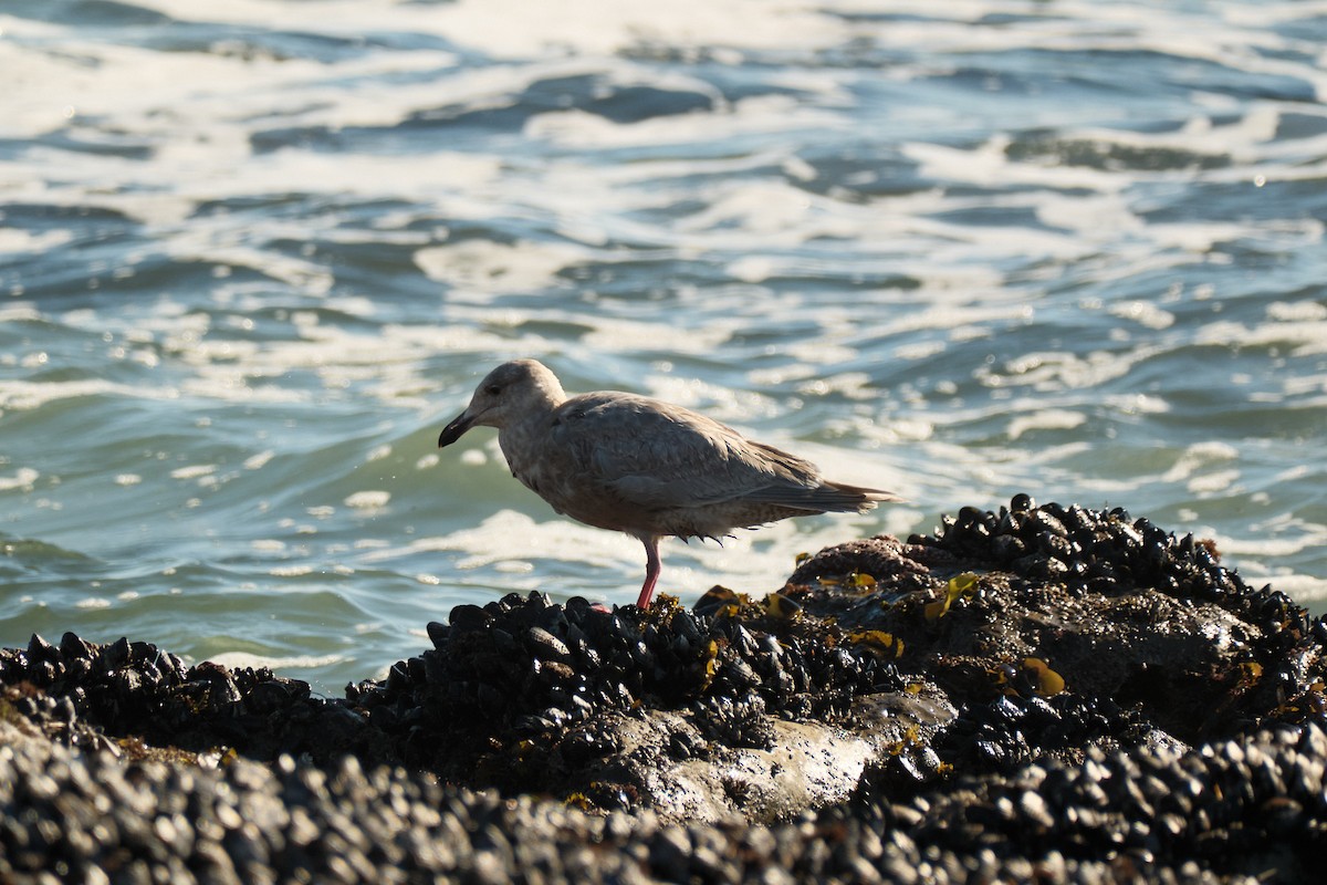 ワシカモメ - ML647743071