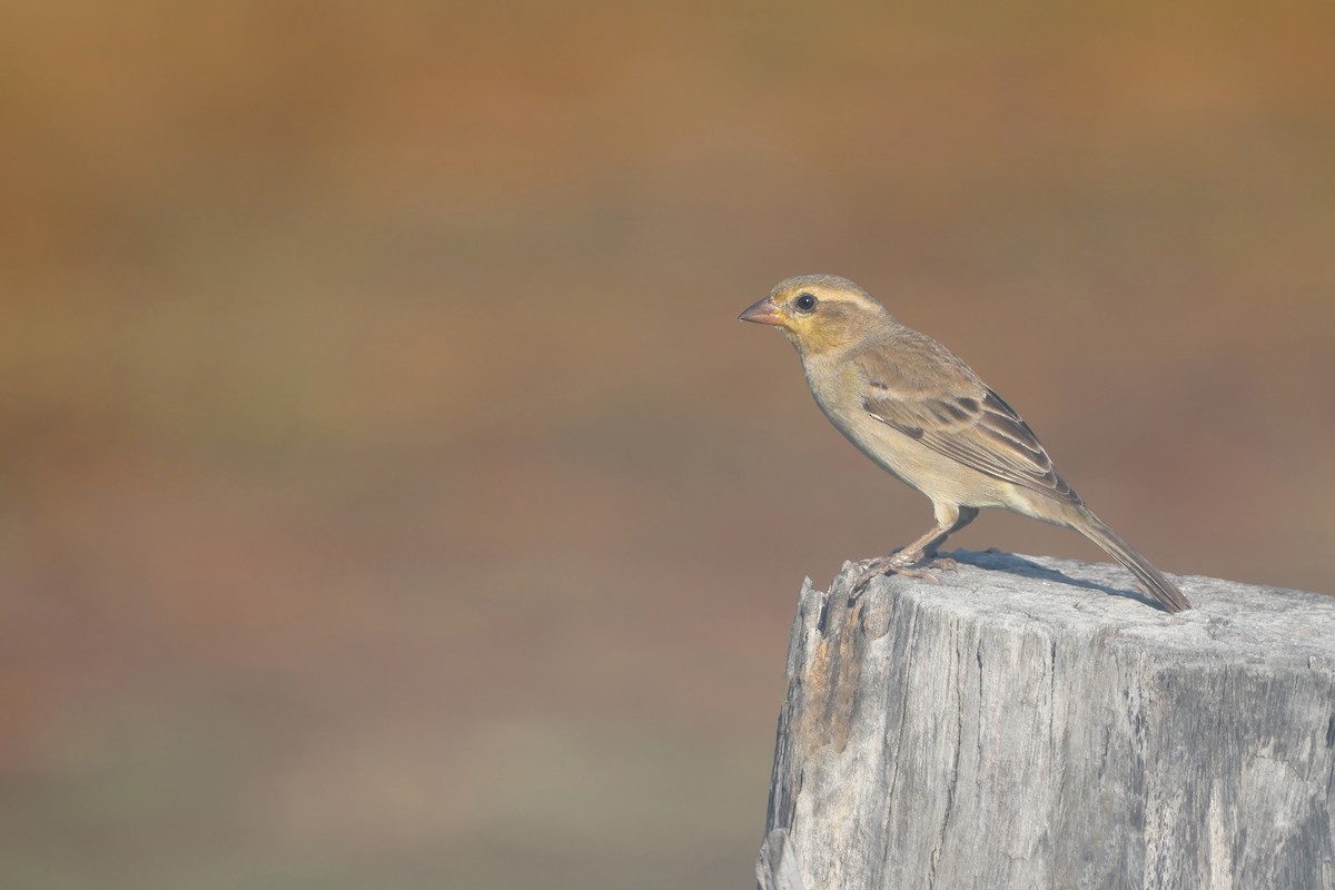 セアカスズメ - ML647743072