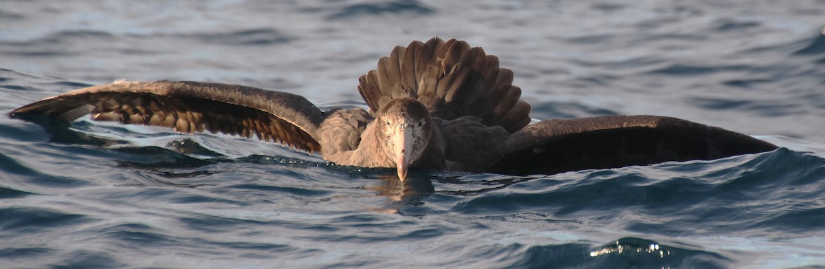 Petreltzar iluna - ML647743073