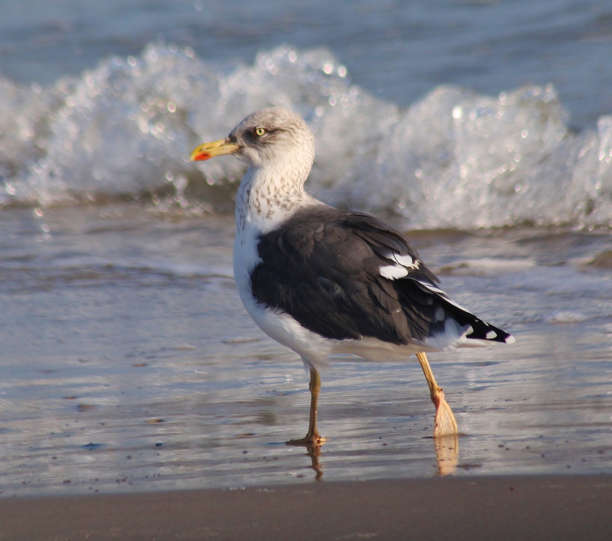 Gaviota Sombría - ML647743141