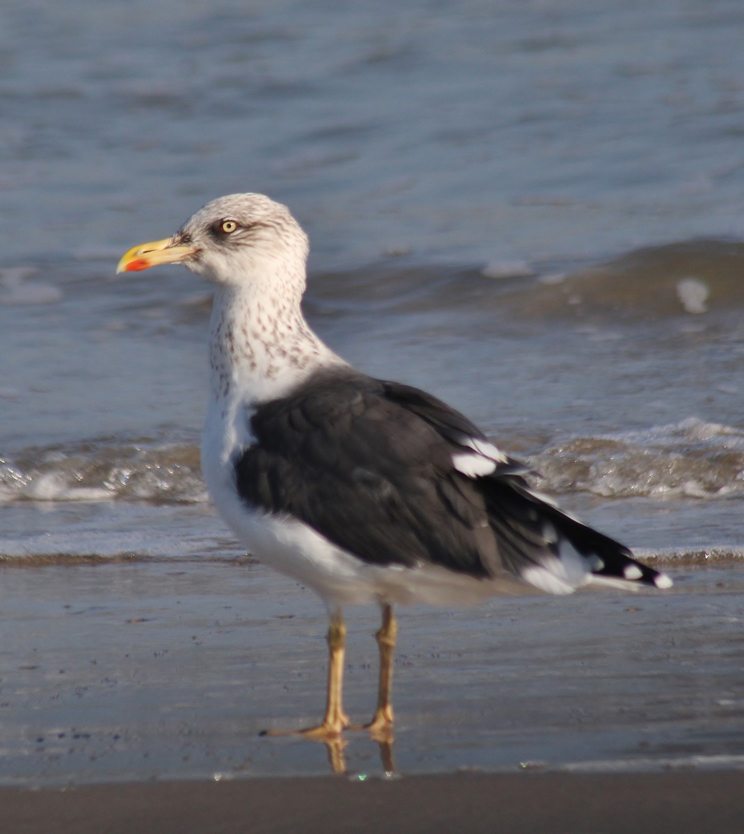 Gaviota Sombría - ML647743142