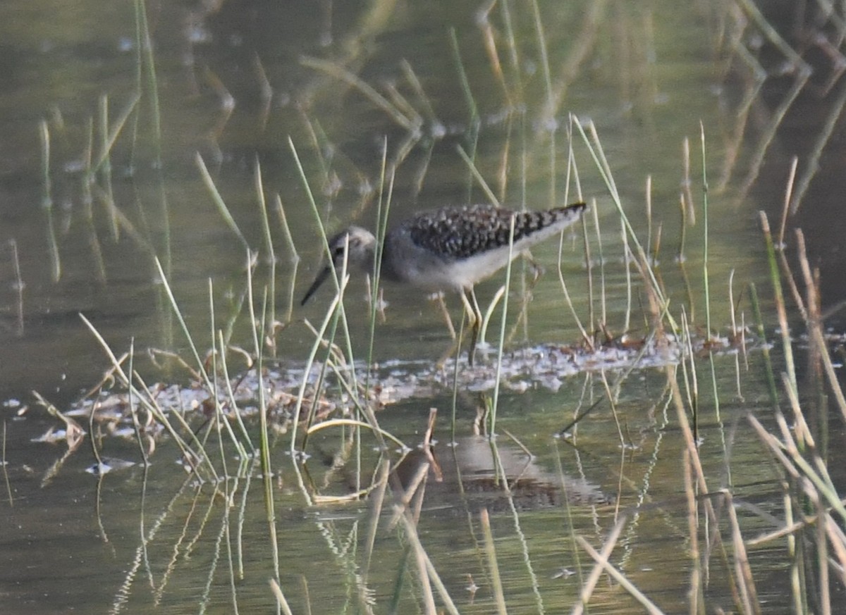 vodouš bahenní - ML647743157