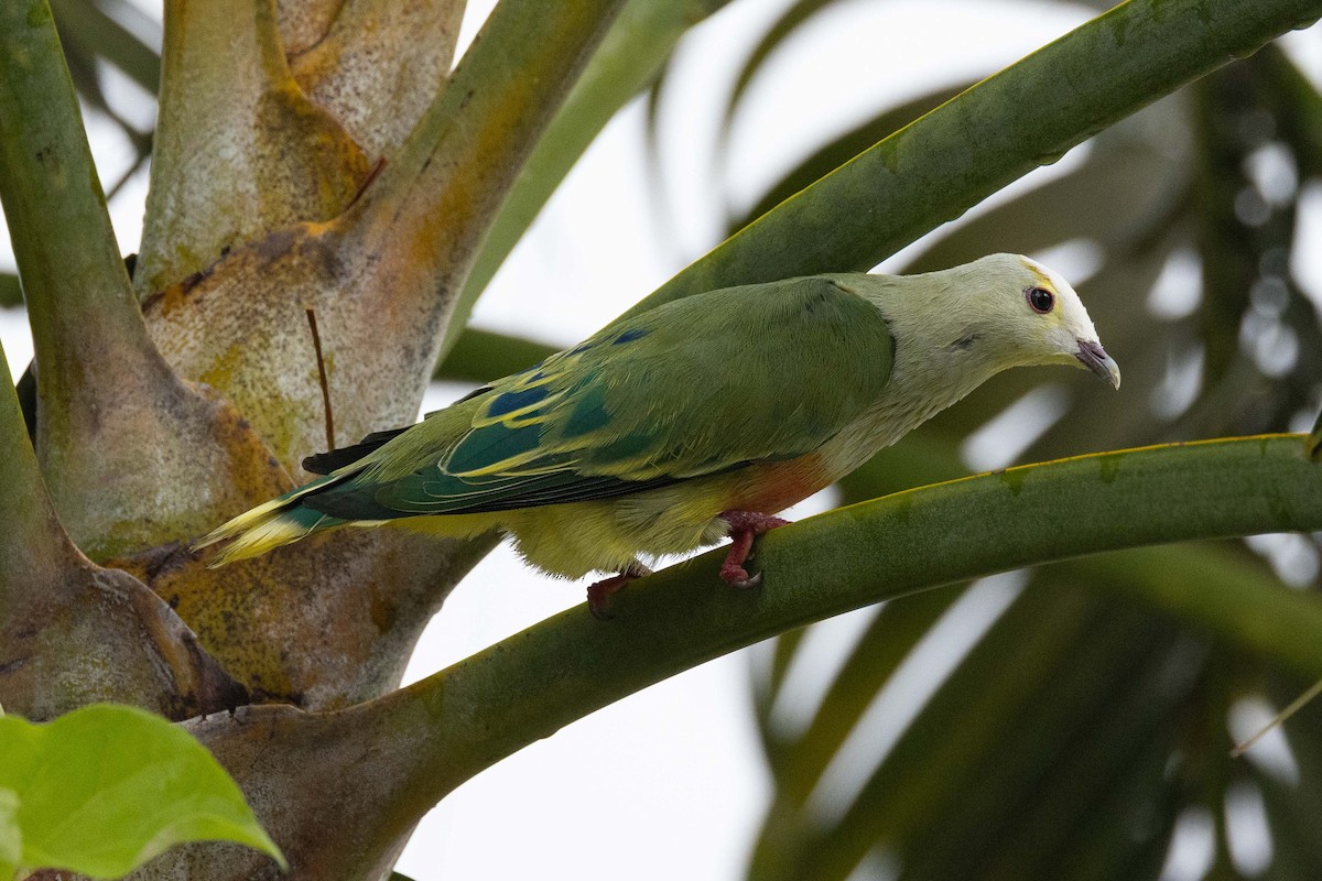 Ptilope de Dupetit-Thouars - ML647743159