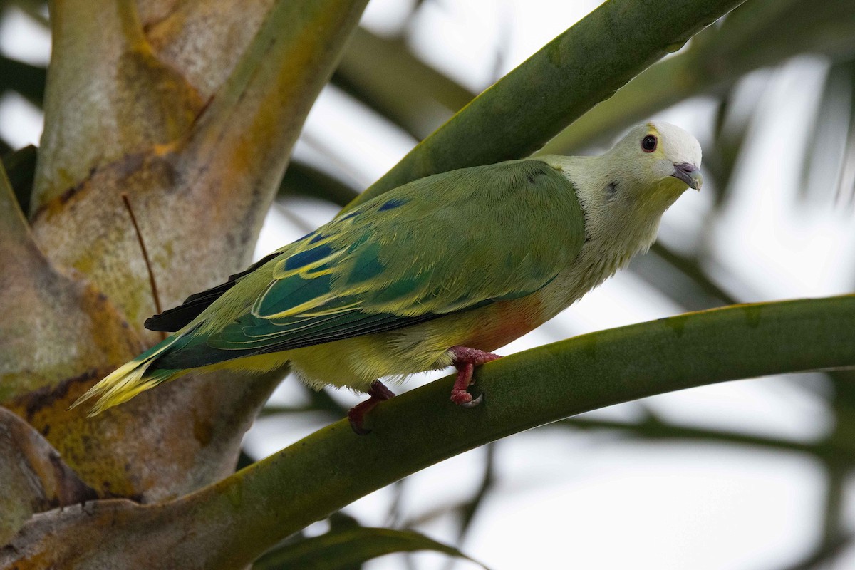 Ptilope de Dupetit-Thouars - ML647743160