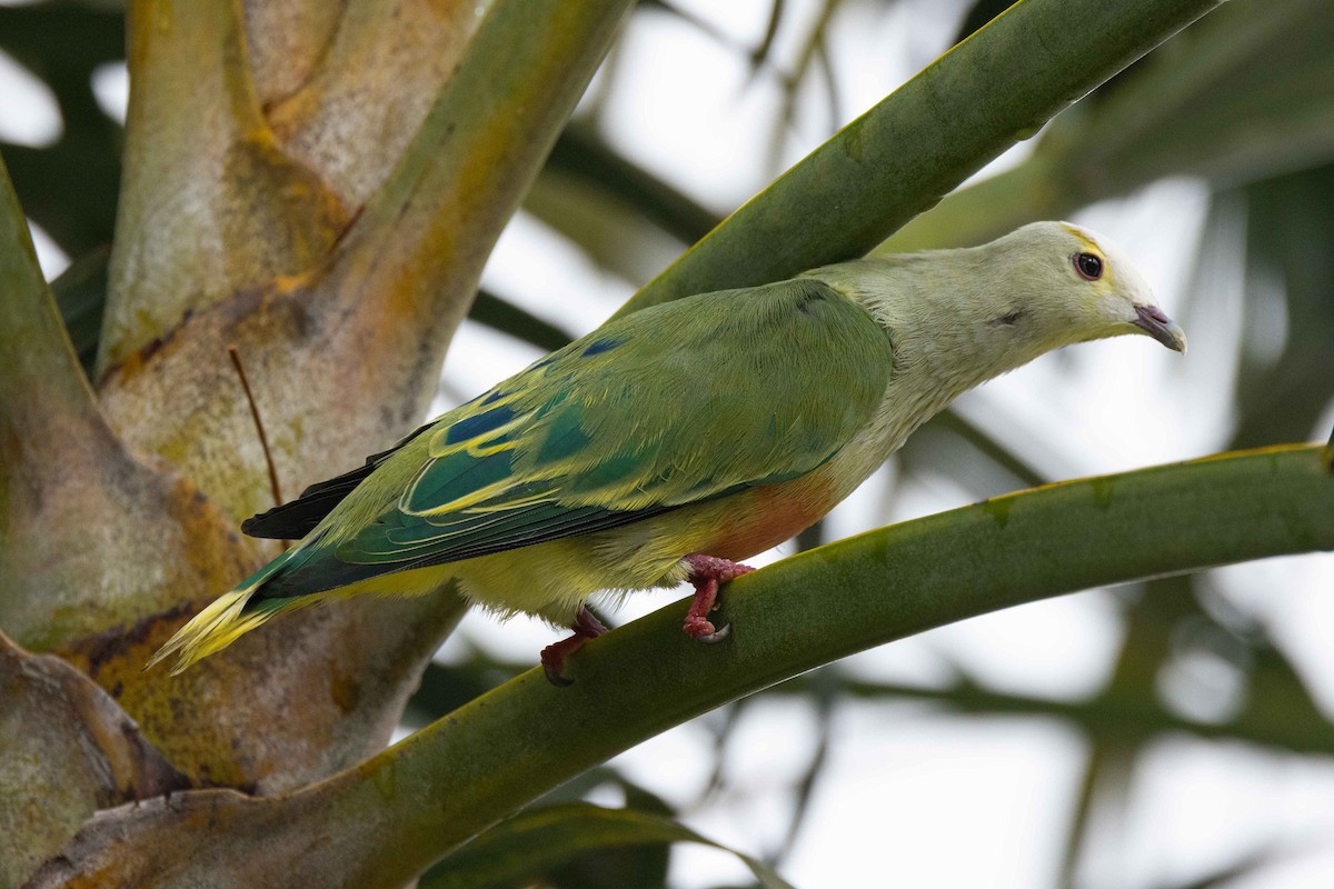 Тілопо білолобий - ML647743161