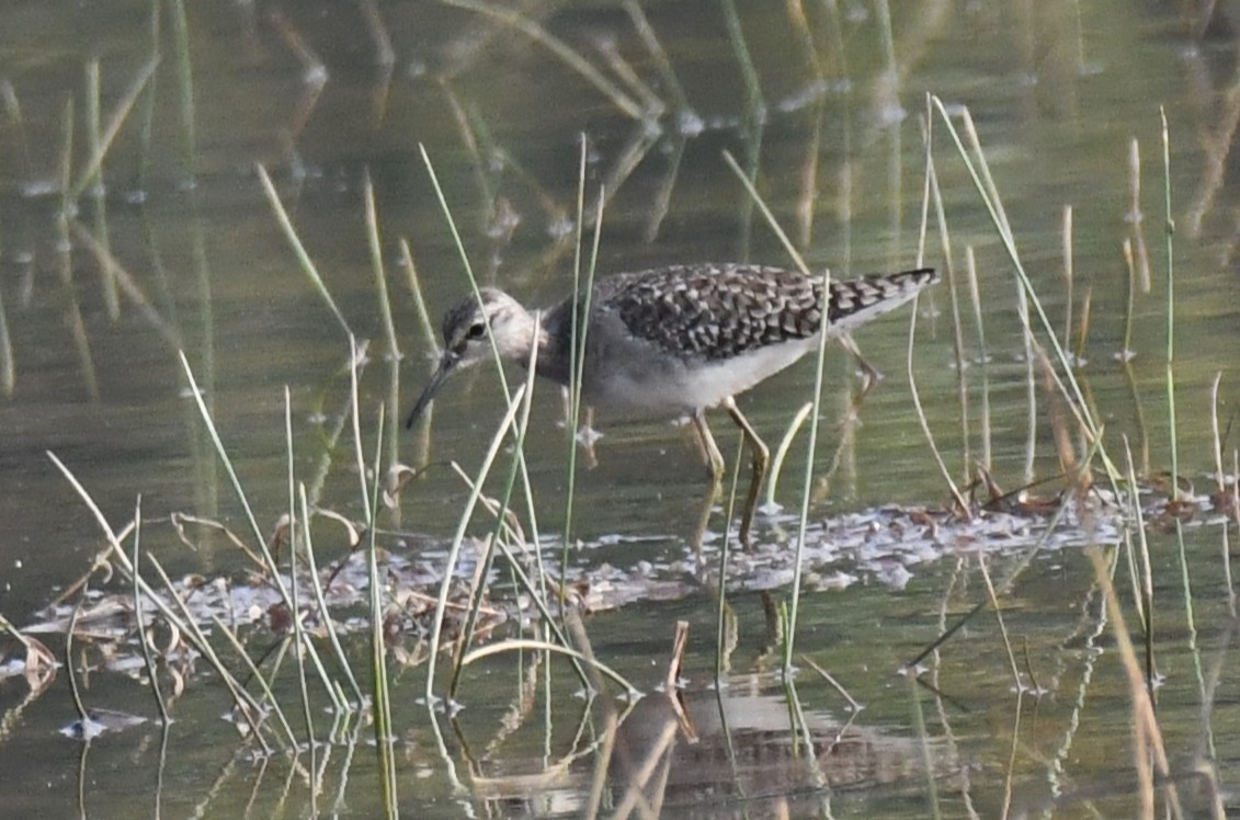 vodouš bahenní - ML647743166