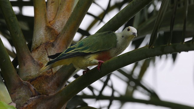 White-capped Fruit-Dove - ML647743169