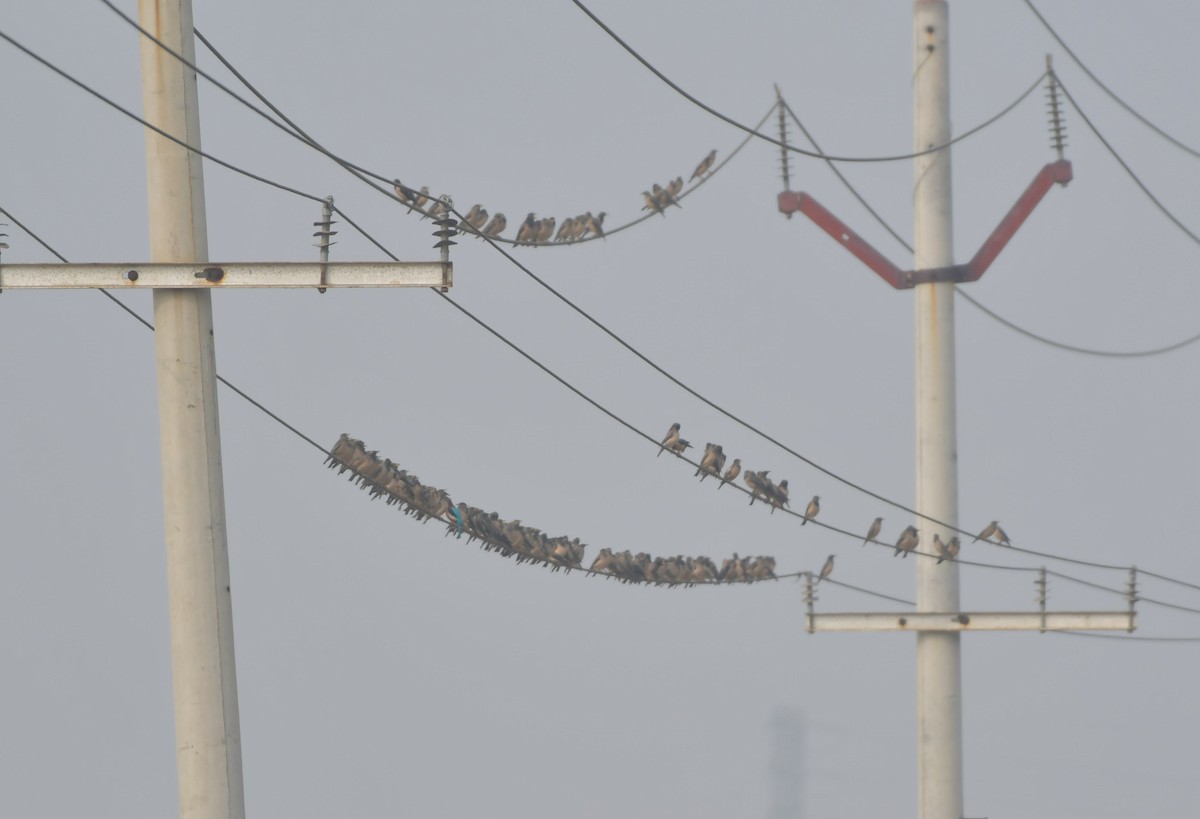 Rosy Starling - ML647743178