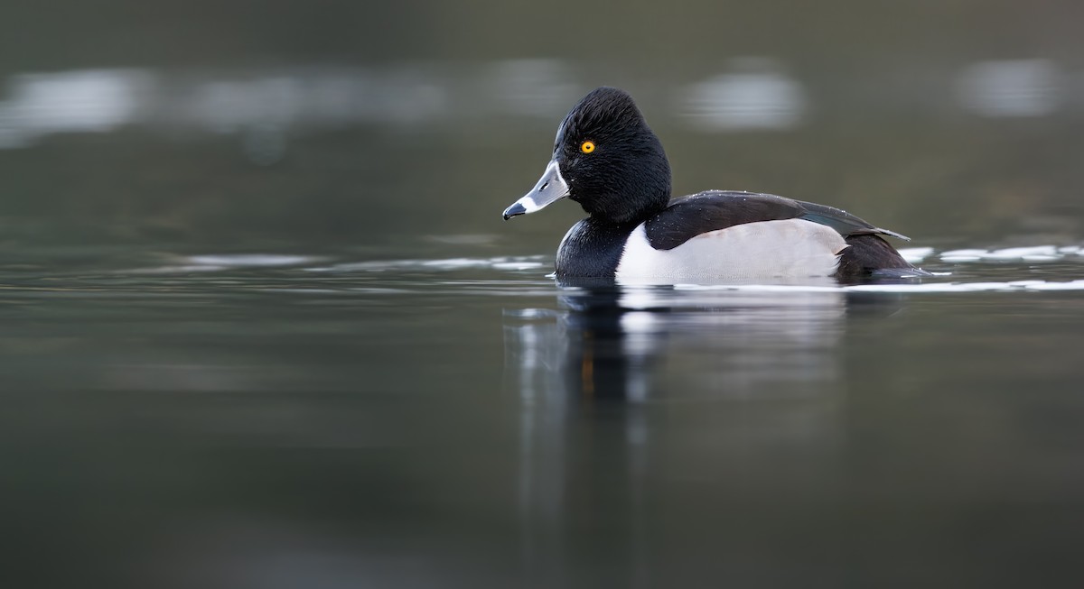 Halkalı Patka - ML647743184