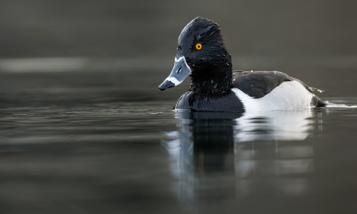 Halkalı Patka - ML647743187