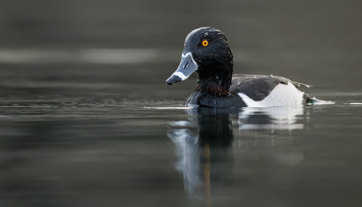 Halkalı Patka - ML647743188