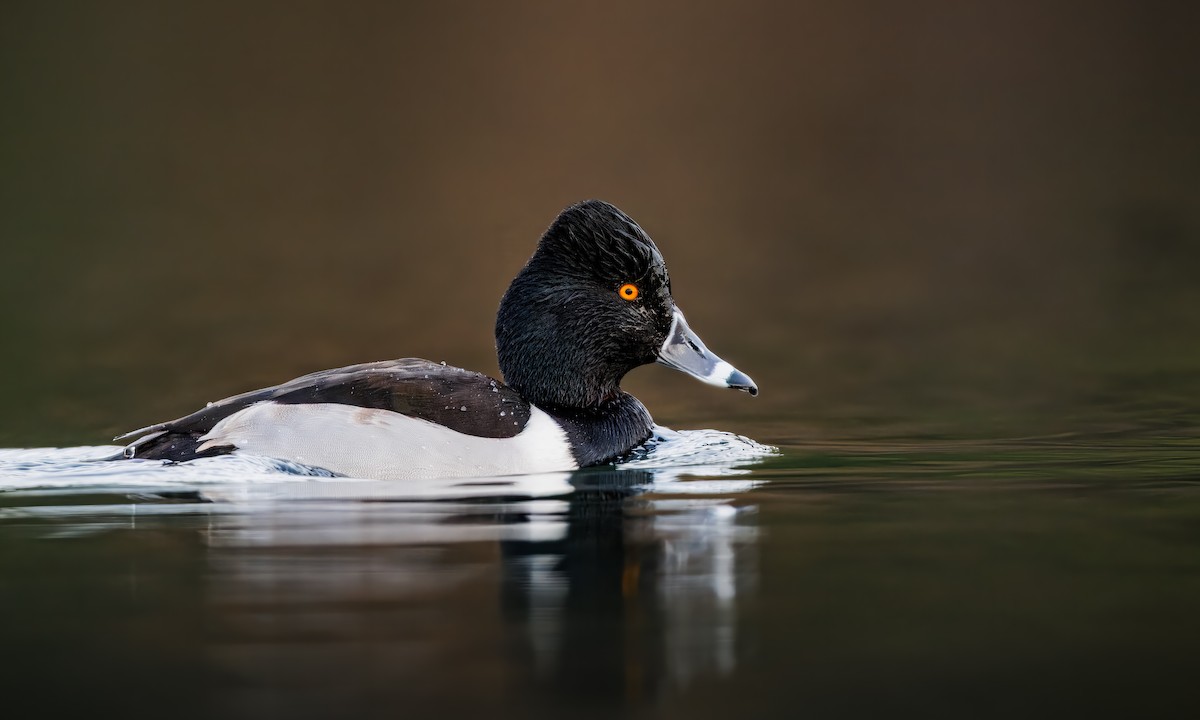 Halkalı Patka - ML647743189