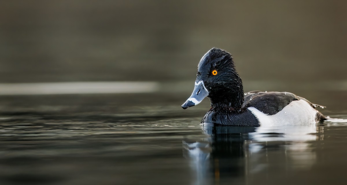 Halkalı Patka - ML647743190