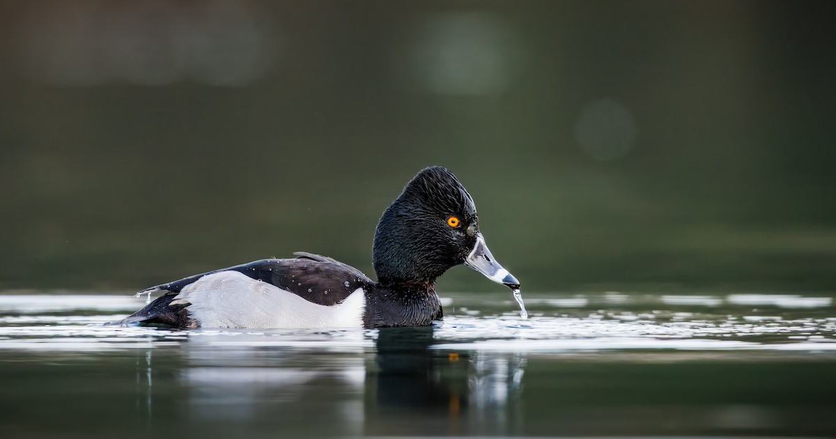 Halkalı Patka - ML647743195