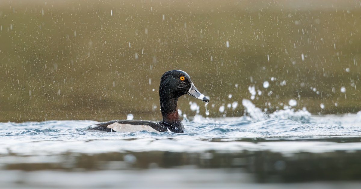 Ring-necked Duck - ML647743196