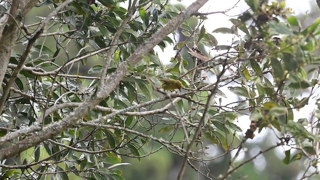 Akiapolaau - ML647743201