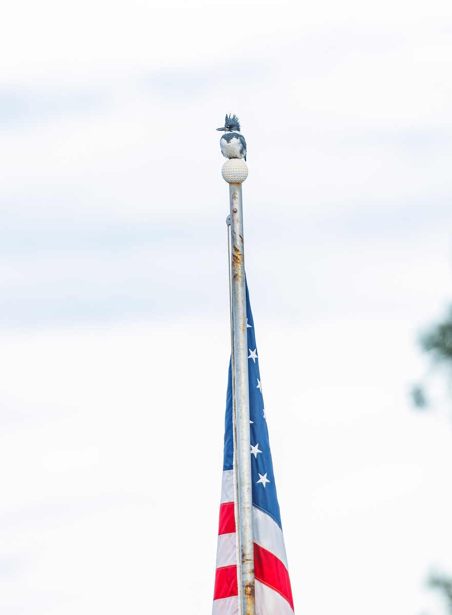 Kuşaklı Yalıçapkını - ML647743212