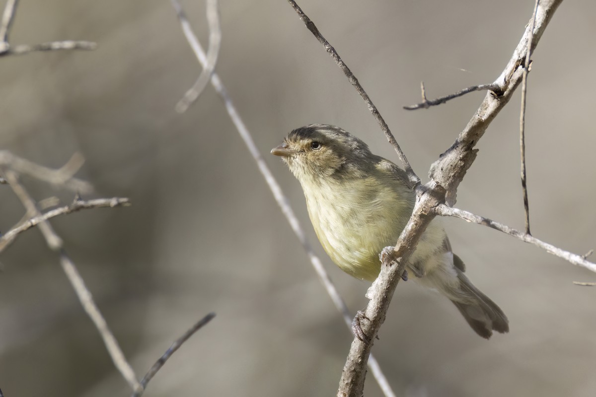 stumpnebb - ML647743213